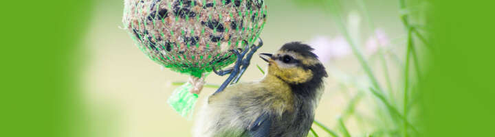 meisenknoedel kategorieeinstiegsbanner